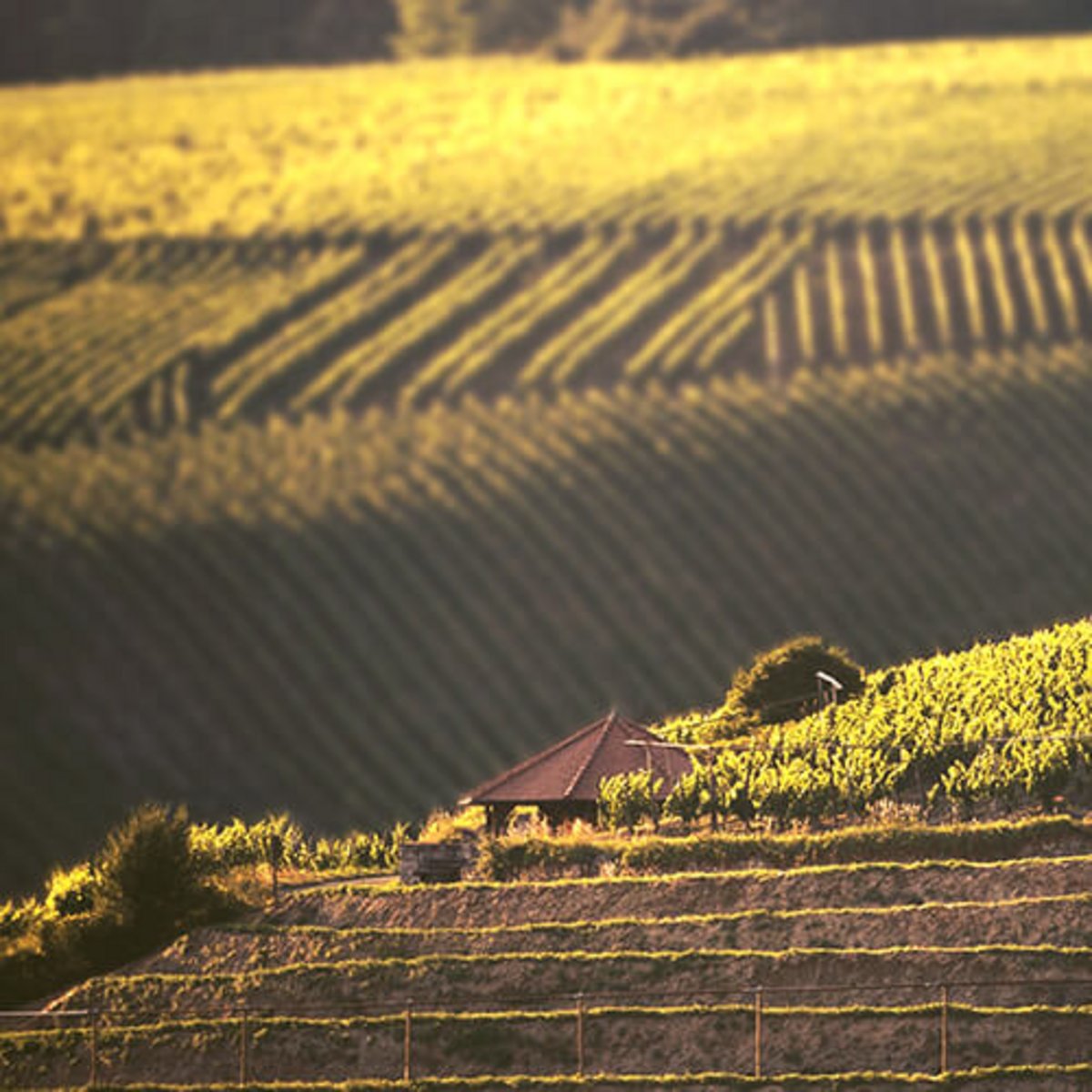 Weinberge Teaser